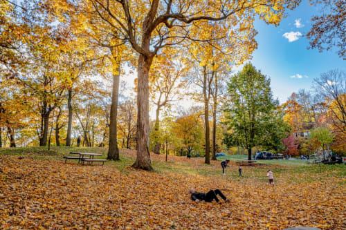 Autumn park scene near Brooklyn House in Southgate, London with golden trees and families enjoying fall foliage
