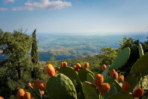 Cactos de palma espinhosa com vista para as colinas ondulantes de Casa Da Colina, Caldas de Monchique