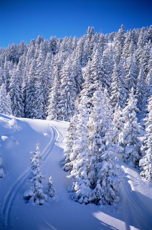 Snow-covered alpine forest with ski tracks near Brides-les-Bains mountain resort
