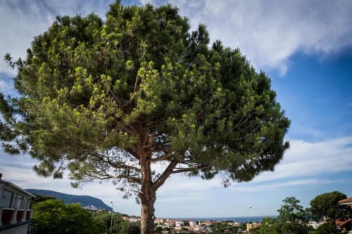 Maestoso pino mediterraneo con vista sul mare che si affaccia sulla costa di Marcelli e l'Adriatico