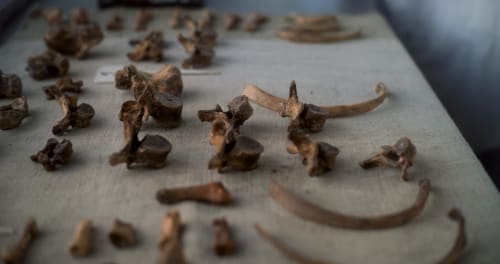 Artefacts anciens exposés au Manoir Saint Joseph à Sens, France