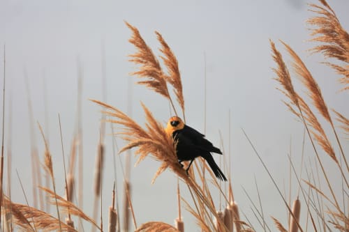 Yellow-headed blackbird perched on reed grass at Recantus Comporta in Portugal's natural wetlands