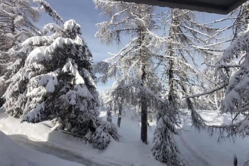 Bosco di conifere innevato con alberi carichi di ghiaccio a Maso Kreuzberg, Trento