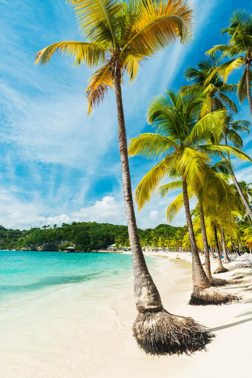 Plage tropicale bordée de palmiers aux eaux turquoise à Petit Bourg, destination touristique de la Guadeloupe