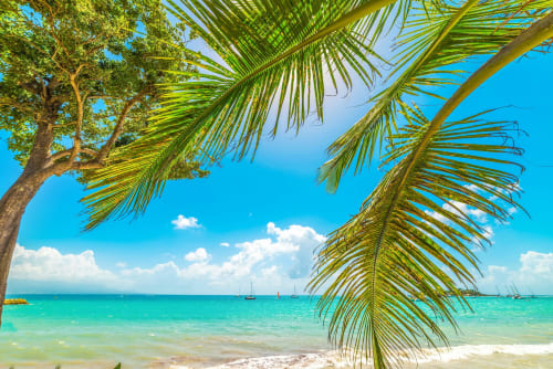 Vue tropicale avec palmiers, eaux turquoise et voiliers près de Petit-Bourg, Guadeloupe