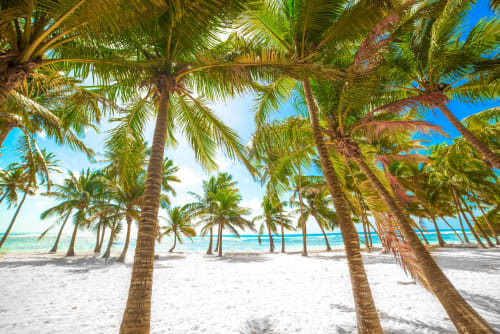Des palmiers encadrent la plage de sable blanc aux eaux turquoise du Domaine de la Glacière, Petit-Bourg, Guadeloupe
