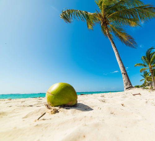 Scène de plage tropicale avec noix de coco verte sur sable blanc, palmiers et eaux turquoise à Petit-Bourg, Guadeloupe