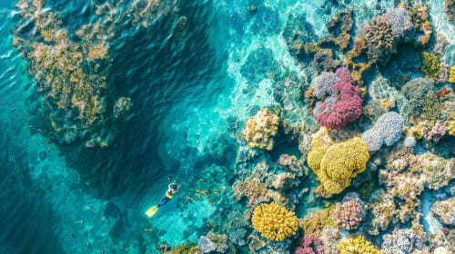 Buzo explorando un vibrante arrecife de coral en aguas turquesas cerca de Mahahual, México