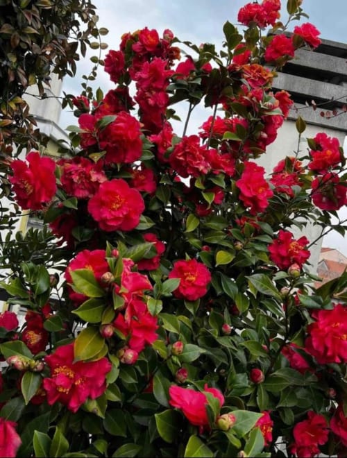 Vivaci fiori di camelia rossa in fiore presso la boutique hotel GIRESIO 41 a Milano
