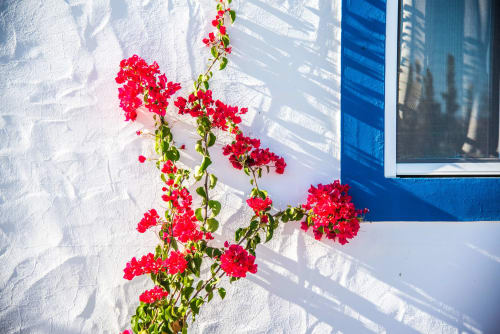 Vibrant red bougainvillea climbing white-washed wall with blue door at Casas de Juromenha, Portugal