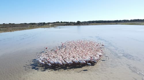 Large flock of flamingos gathered in shallow waters near Comporta, Portugal