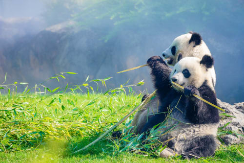 Deux pandas géants mangeant du bambou dans un paysage montagneux brumeux