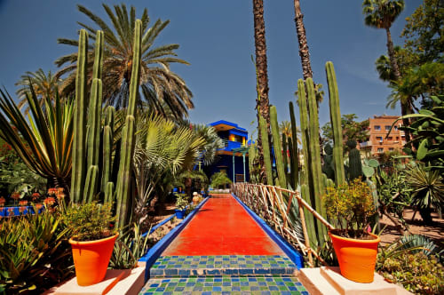 Vibrant blue riad entrance with red pathway, tall cacti, and colorful tilework at Riad Madinina guesthouse in Marrakech