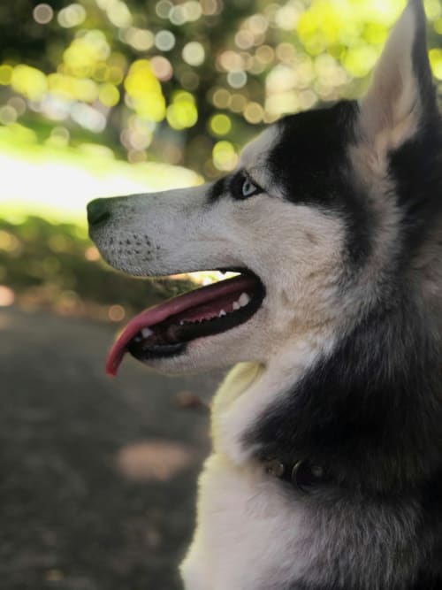 Husky feliz con la lengua fuera en la campiña de Nieva en Tradición Rural