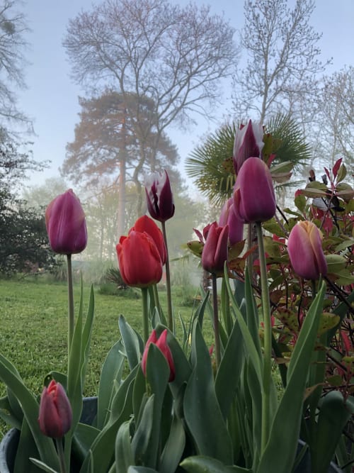 Red and pink tulips blooming in spring garden at Domaine de l'Ocrerie B&B, Pourrain France