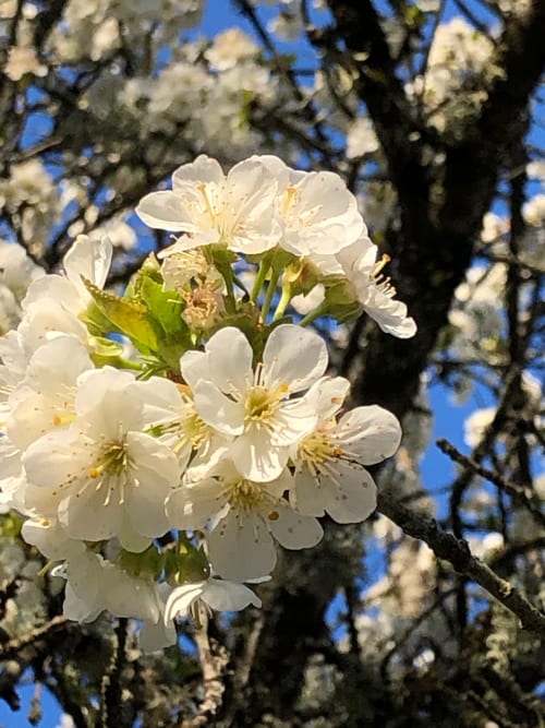 White hawthorn blossoms on branch at Domaine de l'Ocrerie, Pourrain France