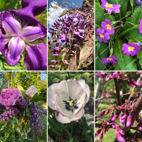 Colorful purple and pink garden flowers at Domaine de l'Ocrerie, a charming BnB in Pourrain, France