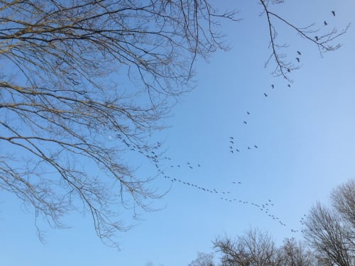 Flock of birds flying in formation over bare trees at Domaine de l'Ocrerie, Pourrain