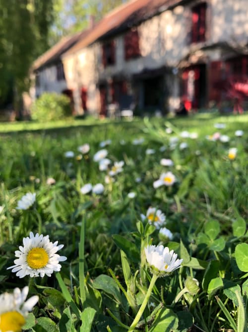 Daisies blooming in garden at Domaine de l'Ocrerie, Pourrain France bed and breakfast
