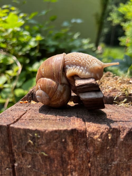 Garden snail on wooden log at Domaine de l'Ocrerie, Pourrain France
