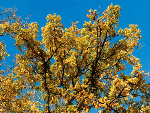 Golden autumn foliage against blue sky at Domaine de l'Ocrerie, Pourrain