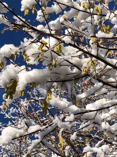 Snow-covered branches with yellow catkins against blue sky at Domaine de l'Ocrerie in Pourrain