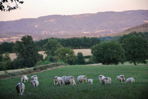 Sheep grazing in rolling green pasture with forested hills at Château de Vaux Morvan, Étang sur Arroux