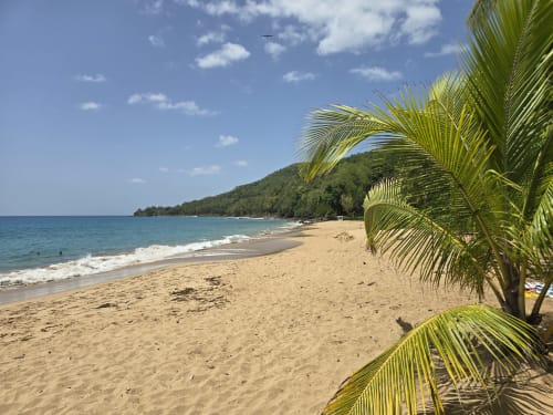Plage tropicale avec frondes de palmiers, eaux turquoise et colline verdoyante au Domaine de la Glacière, Guadeloupe