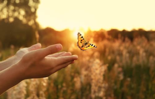 La main d'un enfant libérant un papillon jaune dans un champ de Limoges au coucher du soleil