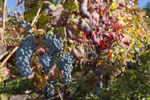 agriturismo Valle d’Aosta, farm stay Italy, appartamenti con cucina, furnished kitchen apartments, bagno privato, private bathroom, vista montagne, mountain views, relax natura, nature retreat, cibo locale, local food, vino valdostano, wine tasting, tradizione alpina, alpine tradition, soggiorno romantico, romantic stay, vacanze in montagna, mountain holidays, trekking alpino, alpine hiking, castelli medievali, medieval castles, sci vicino Aosta, ski resorts, passeggiate panoramiche, panoramic walks, natura incontaminata, unspoiled nature, ospitalità genuina, genuine hospitality, appartamenti rustici, rustic apartments, comfort moderno, modern comfort, atmosfera accogliente, cozy atmosphere, vacanze rilassanti, relaxing holidays, famiglie benvenute, family friendly, fuga romantica, couple getaway, esperienze locali, local experiences, escursioni giornaliere, day trips, Monte Emilius, Becca di Nona, panoramic peaks, giardino alpino, alpine garden, neve invernale, winter snow, sport alpini, alpine sports, slow holidays, vacanze rigeneranti, cieli stellati, starry skies, autenticità valdostana, Valdostan authenticity, wellness montano, mountain wellness, mercati locali, local markets, eventi tradizionali, local festivals, borghi alpini, alpine villages, passeggiate nel bosco, forest walks, flora e fauna, local wildlife, terrazza vista montagne, mountain terrace, week end romantico, romantic weekend, migliore prezzo, best price, prenota ora, book now, soggiorno autentico, authentic stay, camere spaziose, spacious rooms, legno naturale, natural wood, aria pura, fresh air, vicino ad Aosta, near Aosta, escursioni in valle, valley tours, soggiorno indimenticabile, unforgettable stay, cibo biologico, organic food, mele e succhi, apples and juice, terrazza soleggiata, sunny terrace, pace e silenzio, peace and quiet, esperienze uniche, unique experiences, montagna autentica, authentic mountains, neve e sci, snow and ski, viaggio relax, relaxing travel, vacanze in famiglia, family holidays, tradizione e natura, tradition and nature, cucina locale, local cuisine, hiking trails, sentieri escursioni, aria fresca di montagna, fresh mountain air, vacanza rigenerante, regenerating holiday, paesaggi mozzafiato, breathtaking landscapes, atmosfera romantica, romantic vibes, soggiorno confortevole, comfortable stay, ospitalità familiare, family hospitality, vacanza autentica, authentic holiday.