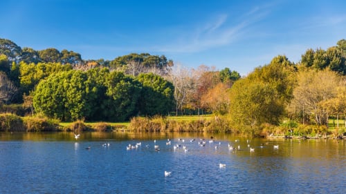 Paisagem ribeirinha serena com cisnes brancos e aves na água, árvores exuberantes e folhagem dourada de outono em Casa Da Avó Ilda