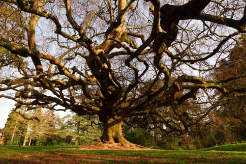 Vieil arbre noueux aux branches étendues dans le parc de Bayeux, site naturel remarquable près de l'hôtel Le 58 Bayeux