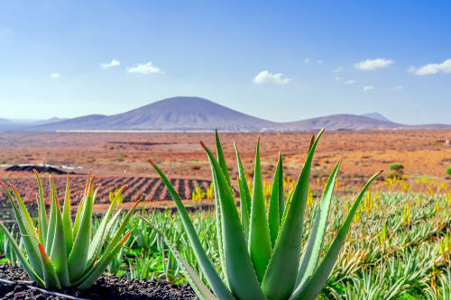 Villa. Fuerteventura, España, Canarias, ubicación perfecta, lujo, exclusivo, retiro, privado, villa, serenidad, relajación, comodidad, vista al mar, jardín, piscina privada, piscina climatizada, diseño, encanto, elegante, rural, aislado, auténtico, belleza natural, isla, Corralejo, Lajares cerca de la playa, servicios a poca distancia, premium, wi-fi, gratis, privacidad, servicio personalizado, personal, bienestar, spa, hospitalidad, escape, vacaciones, sol, atardecer, amanecer, silencio, calma, descubrir, explorar, experimentar, único, inolvidable, recuerdos, rejuvenecimiento, energía, alma, sonrisa