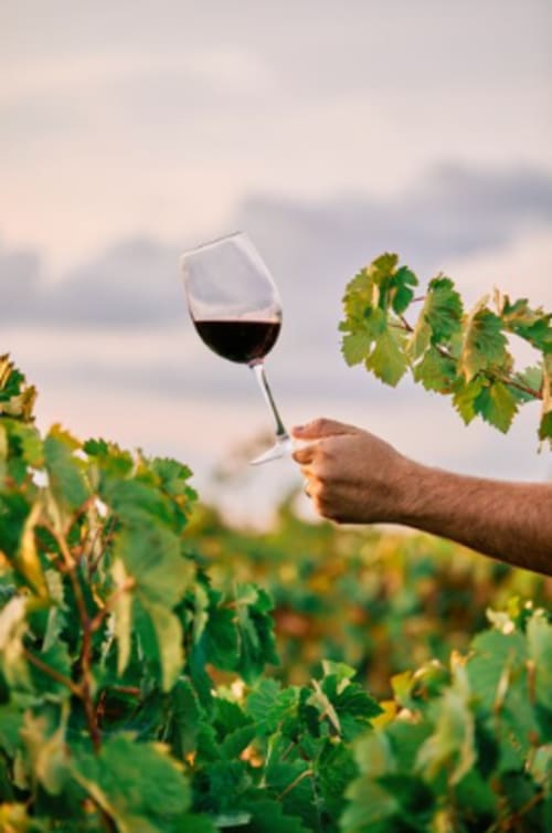 Explorez Saint-Émilion et Fronsac tout en séjournant à la Maison Sommet Clos les Arbories. Profitez de notre accueil chaleureux dans des chambres d'hôtes confortables, idéales pour se détendre après une journée de découverte des vignobles et des châteaux. Dégustation de vin de bordeaux et oenologie pour vos vacances.