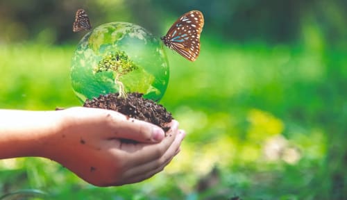 Gite en Provence qui participe la reforestation de terrain en jachère