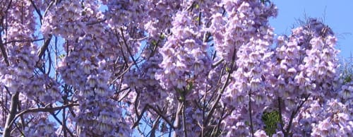 Paulowmia en fleur