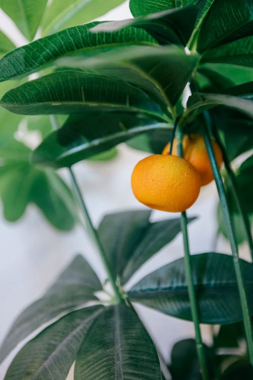 Golden orange fruit on lush green leafy branch at Tree House villa in Sesimbra, Portugal