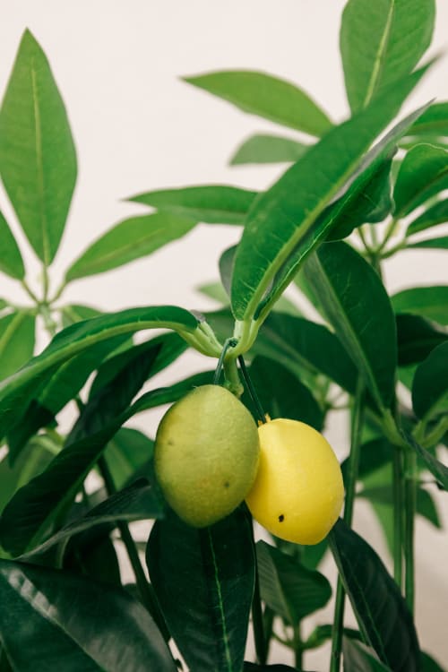 Fresh yellow lemons hanging from tree branch with green leaves at Tree House villa in Sesimbra