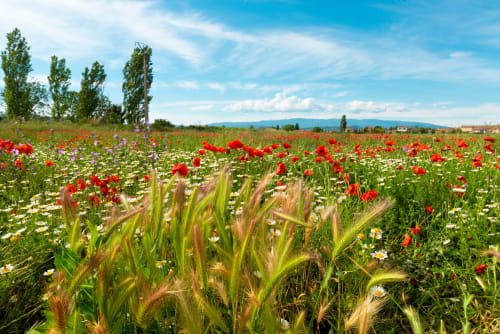 Paysage Champs de Coquelicots