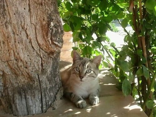 Gato atigrado asomándose por un muro de piedra rústica cubierto de hiedra en Can Gat Vell, Girona