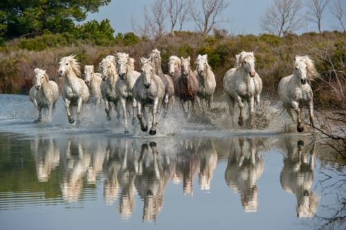 Balade Camargue suite romantique Olive Sacrée France Provence Cabannes