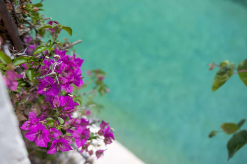 La pureté de l'eau de notre piscine naturelle