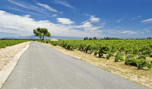 The Vineyards of Ventoux