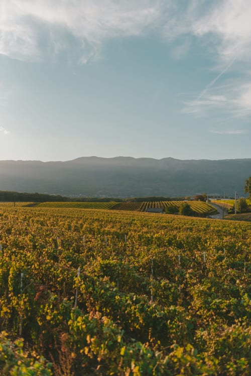 les vignes du Vignoble Nantais