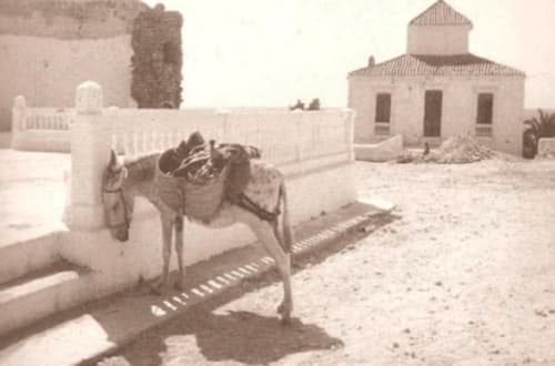 Camello con silla de montar en el patio del Hostal Juan Carlos, Carboneras, España, con edificios encalados y palmera