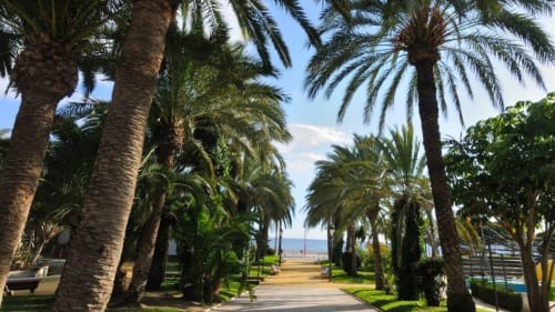 Paseo flanqueado de palmeras en el Hostal Juan Carlos de Carboneras, España, que conduce a la playa con cielo azul