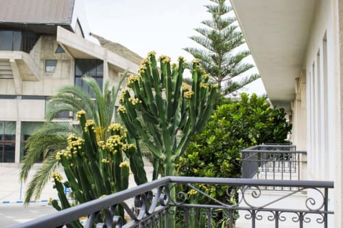 Cactus en floración y plantas tropicales en la terraza del Hostal Juan Carlos, Carboneras España