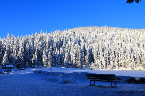 Forêt de pins enneigés et lac gelé à Montgenèvre avec banc surplombant le paysage hivernal
