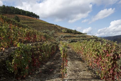 Vinhas em socalcos na Quinta do Fraguil em Valença do Douro com folhagem outonal e colinas ondulantes