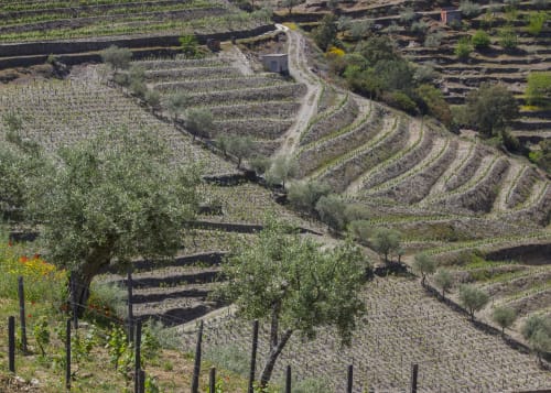 Quinta Do Fraguil terraced vineyards and olive groves overlooking Douro Valley, Valença do Douro
